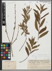 Foto von Salix purpurea L. x Salix viminalis L.